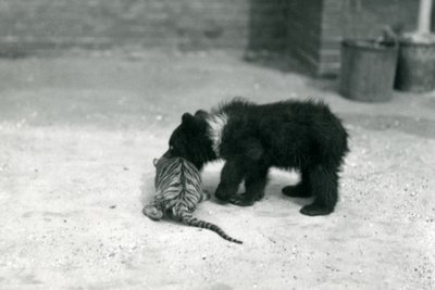 A Brown Bear cub plays with a Tiger cub at London Zoo by Frederick William Bond